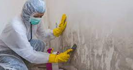 Mould Inspections,Remediation Mould Inspections,Remediation.